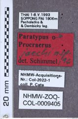 Etikett zu Procraerus brastagiensis (Schimmel, 1999)